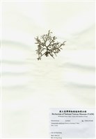 藏品(網狀球枝藻)的圖片